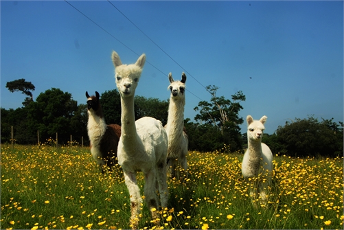 The Llama Park