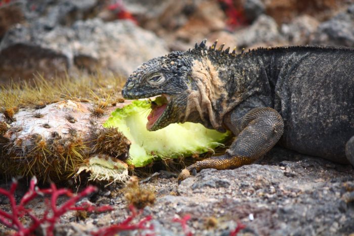 Galapagos Islands Honeymoon