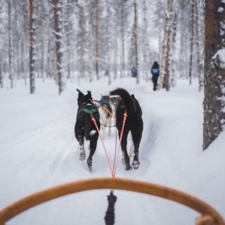 Lapland Sleigh Ride Honeymoon