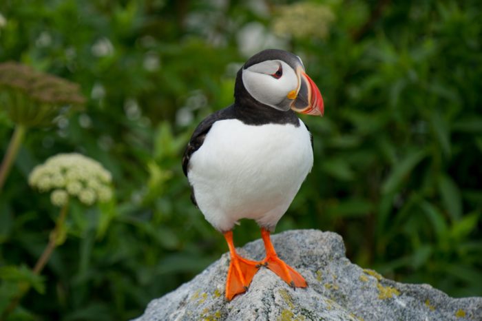 Puffin