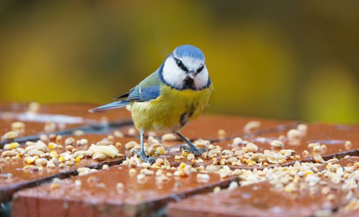 Blue tit feeding on seed 