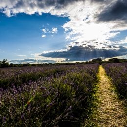 Mayfield Lavender Farm