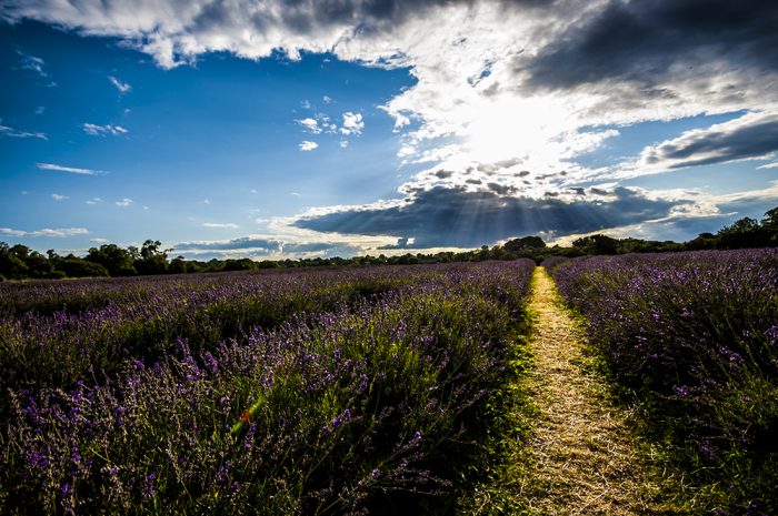 Mayfield Lavender Farm