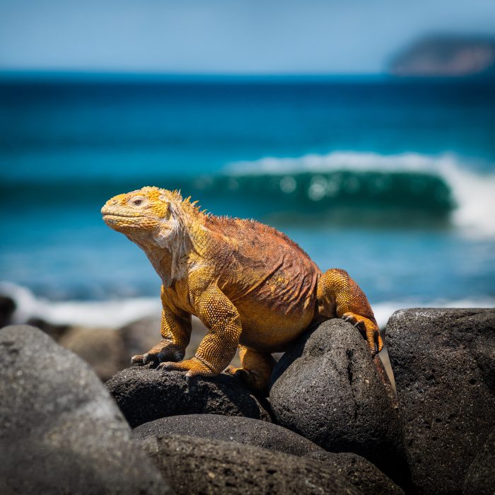 Lizzard, Galapagos Islands