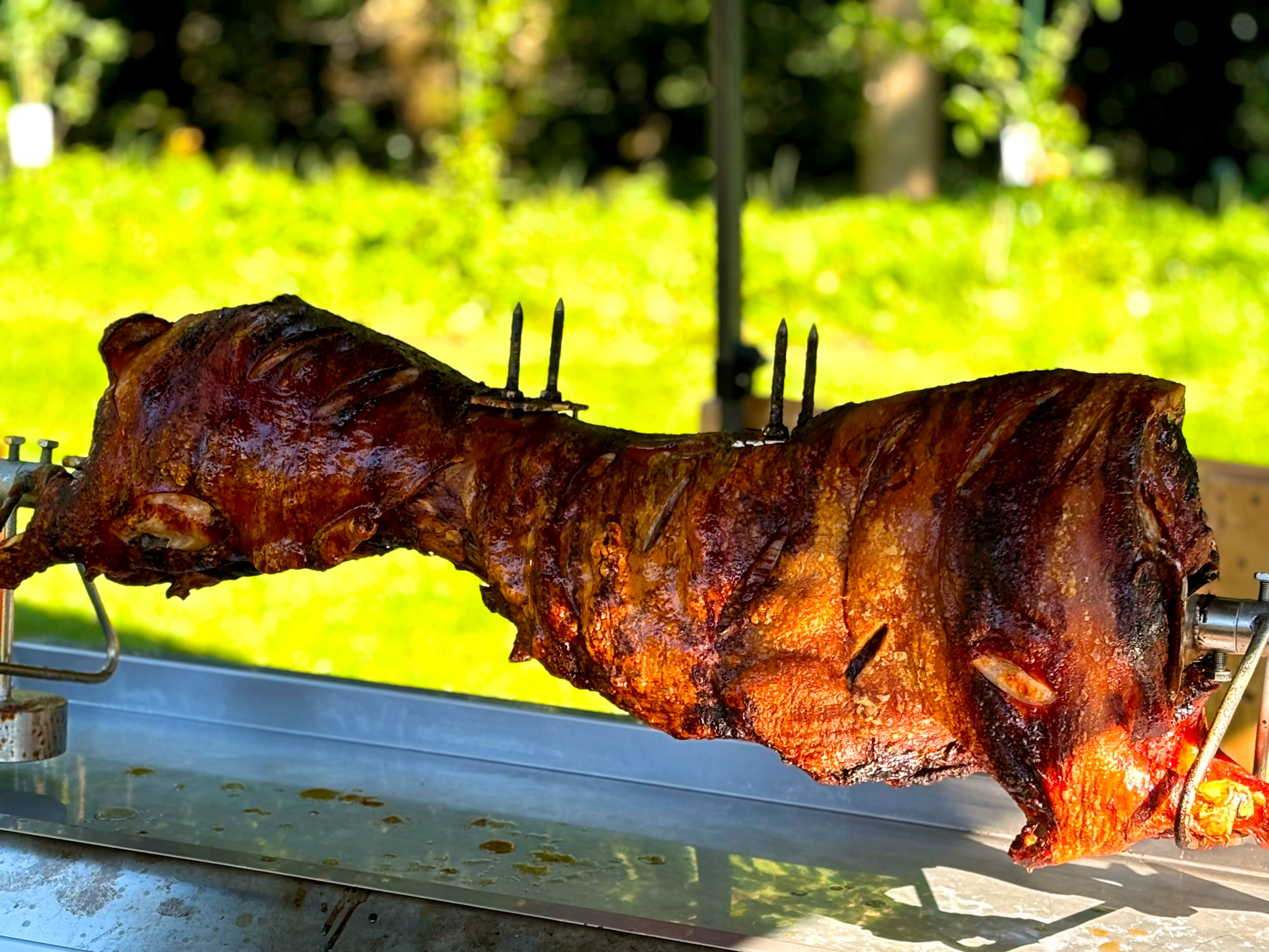 Spit Pig1