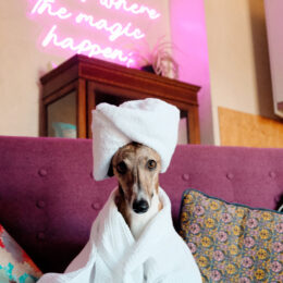 BethnalBec Luxury Stays Dog Friendly 12 260x260