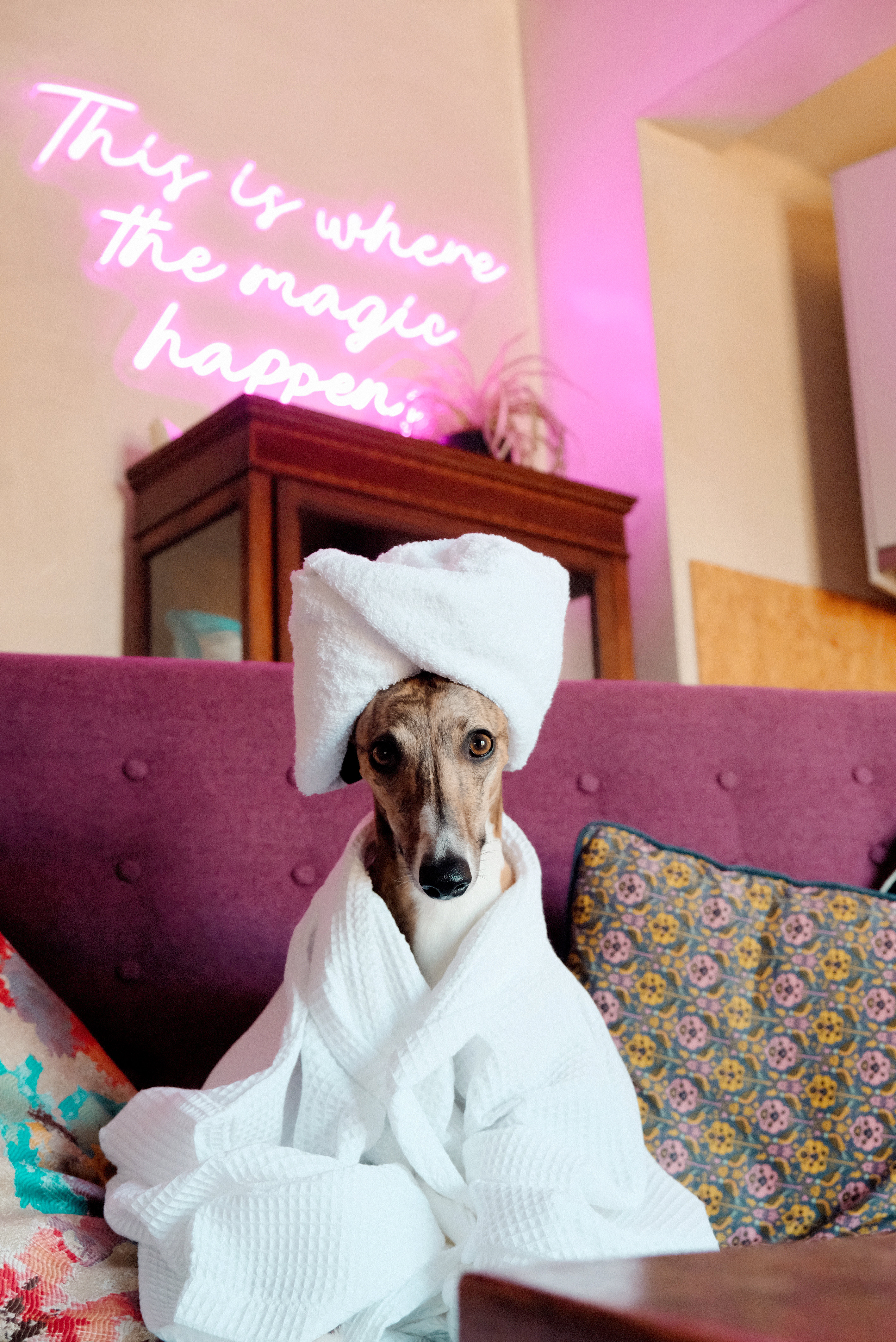 BethnalBec Luxury Stays Dog Friendly 12