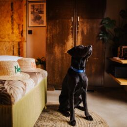BethnalBec Luxury Stays Dog Friendly 3 260x260