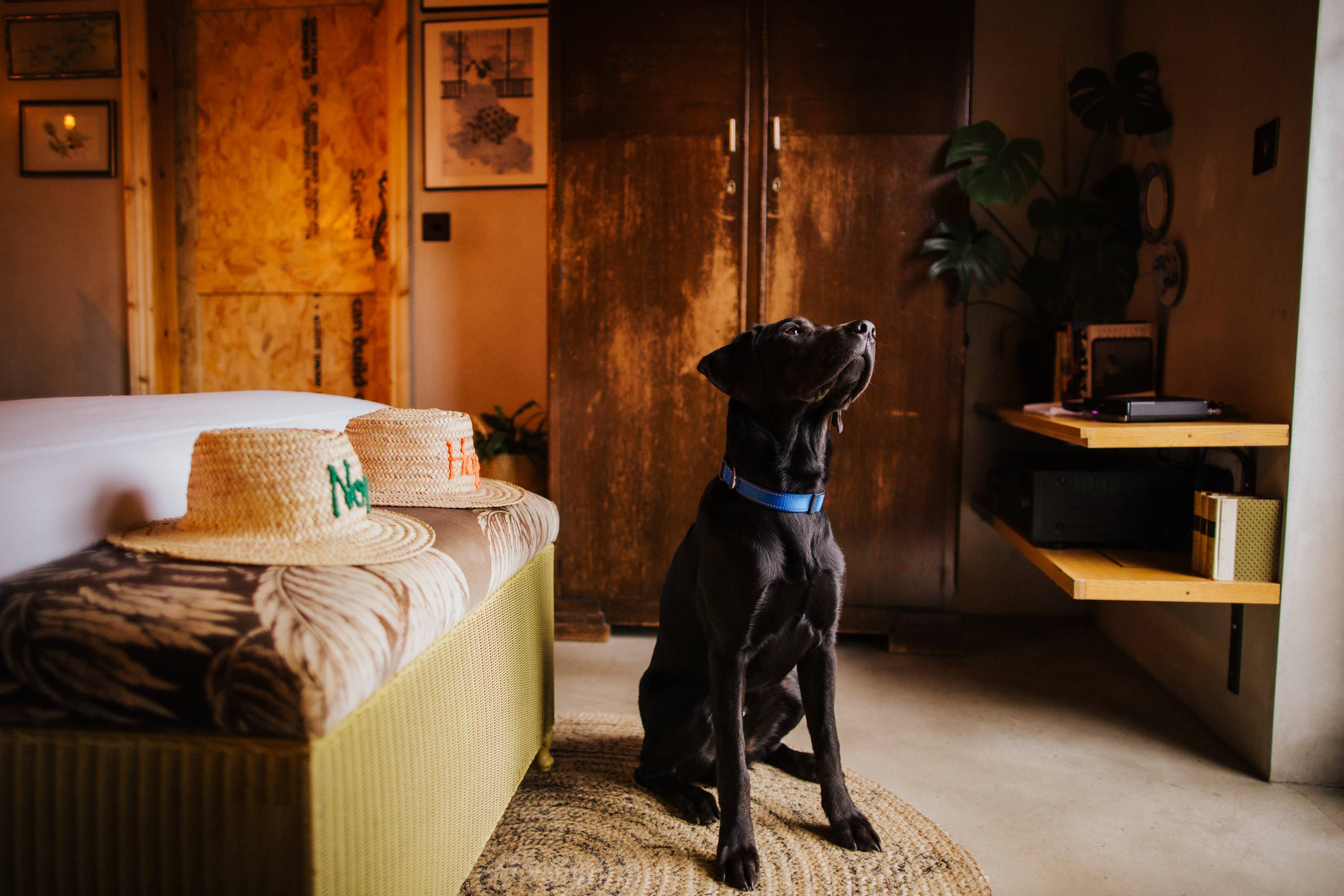 BethnalBec Luxury Stays Dog Friendly 3