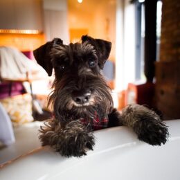 BethnalBec Luxury Stays Dog Friendly 7 260x260