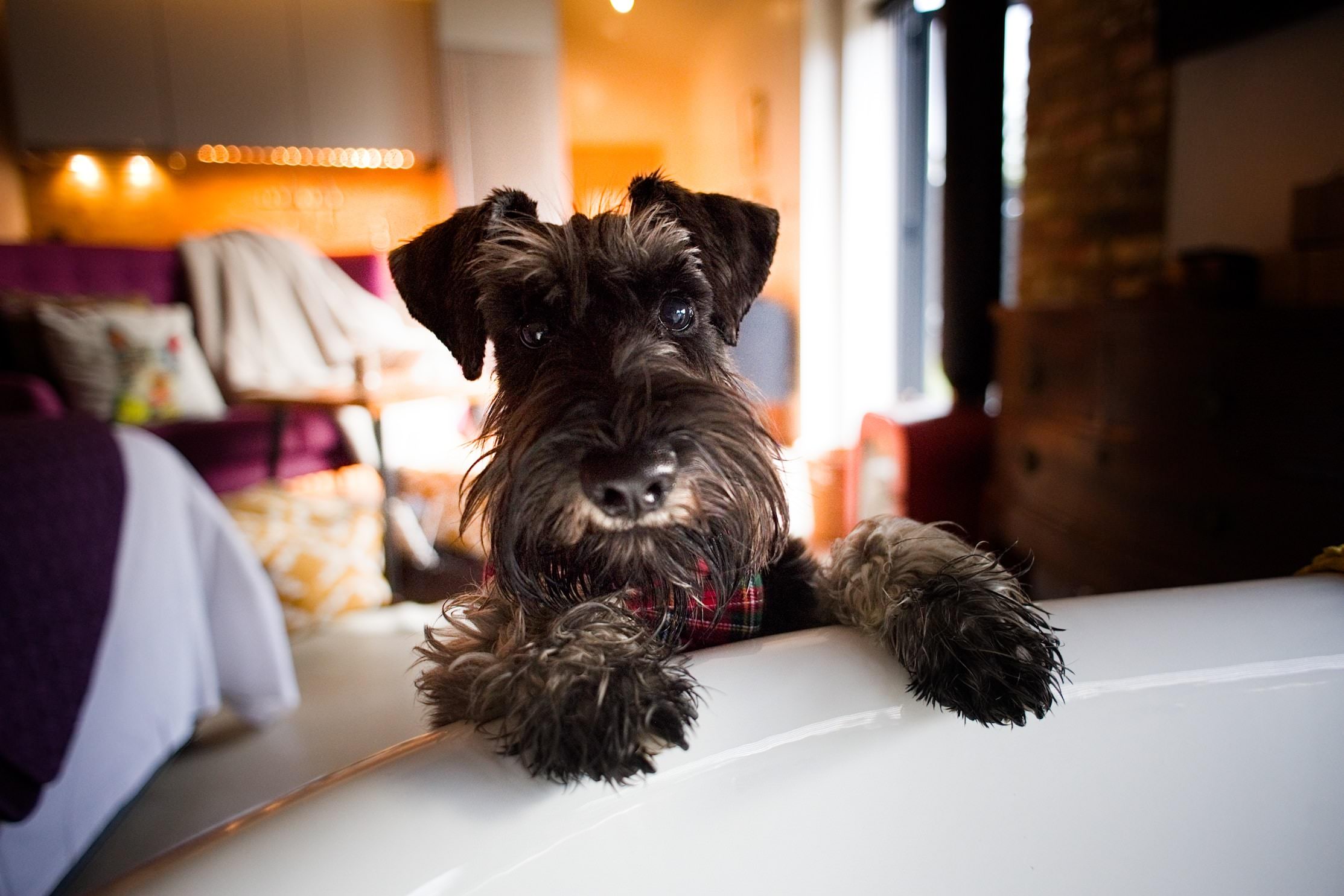 BethnalBec Luxury Stays Dog Friendly 7