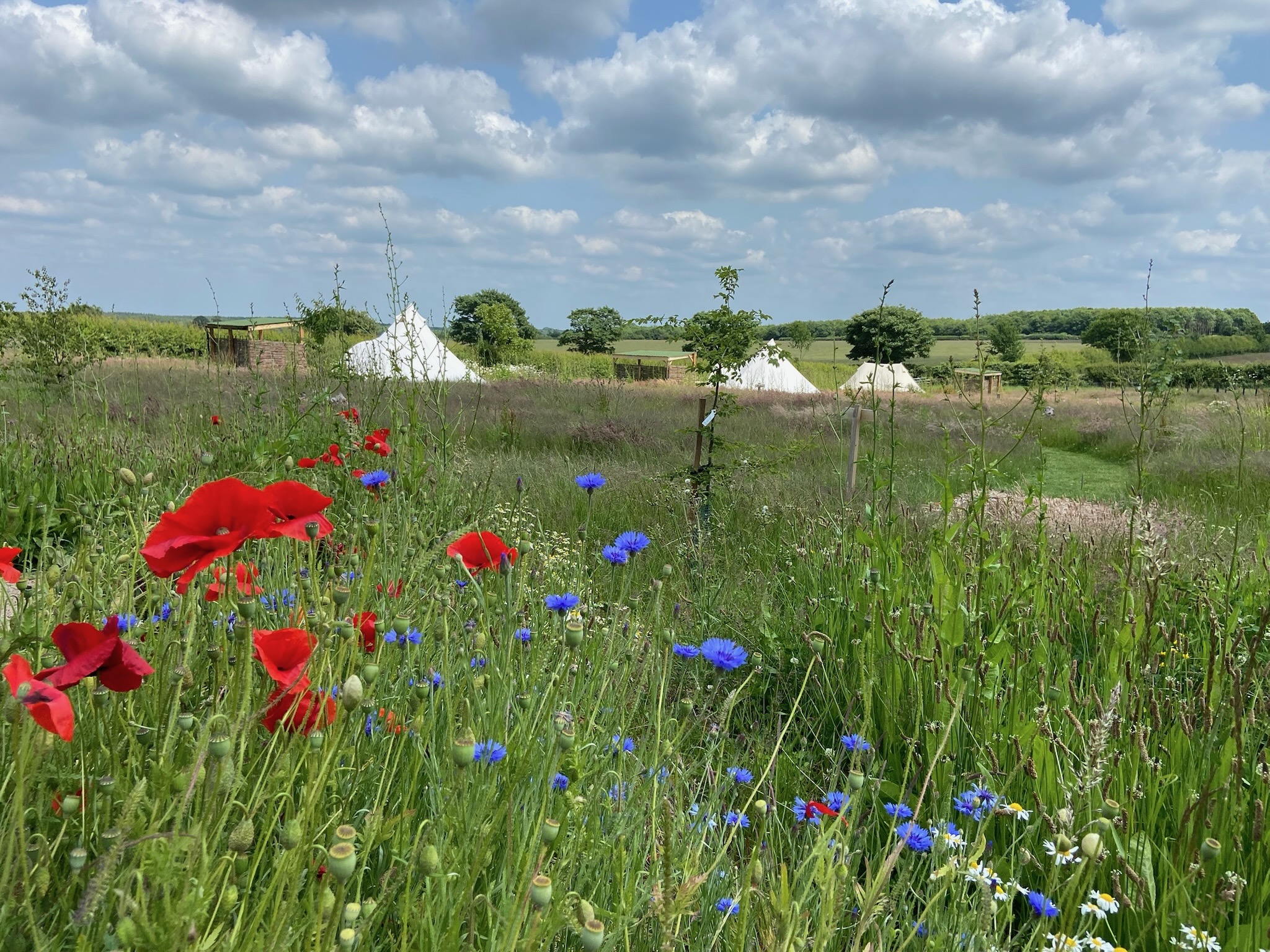 Broadleaves Glamping Weddings