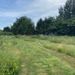 Broadleaves Tipi Meadow