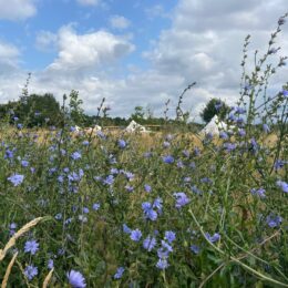 Broadleaves Glamping location
