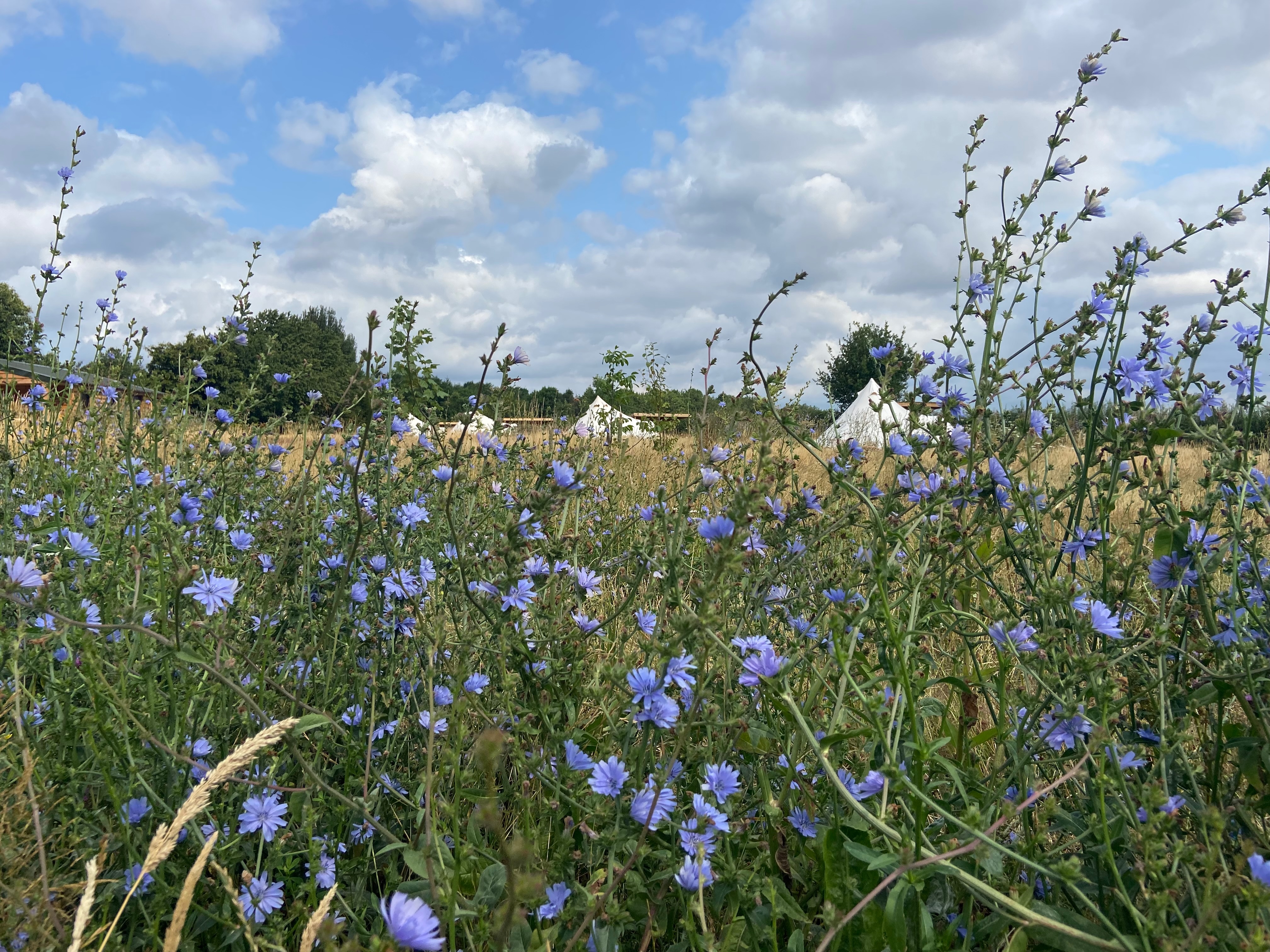 Broadleaves Glamping location