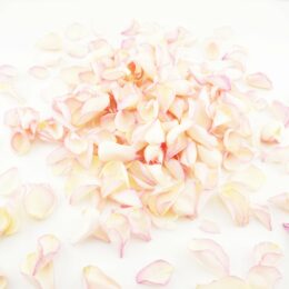 Dried petal confetti Dried petal confetti