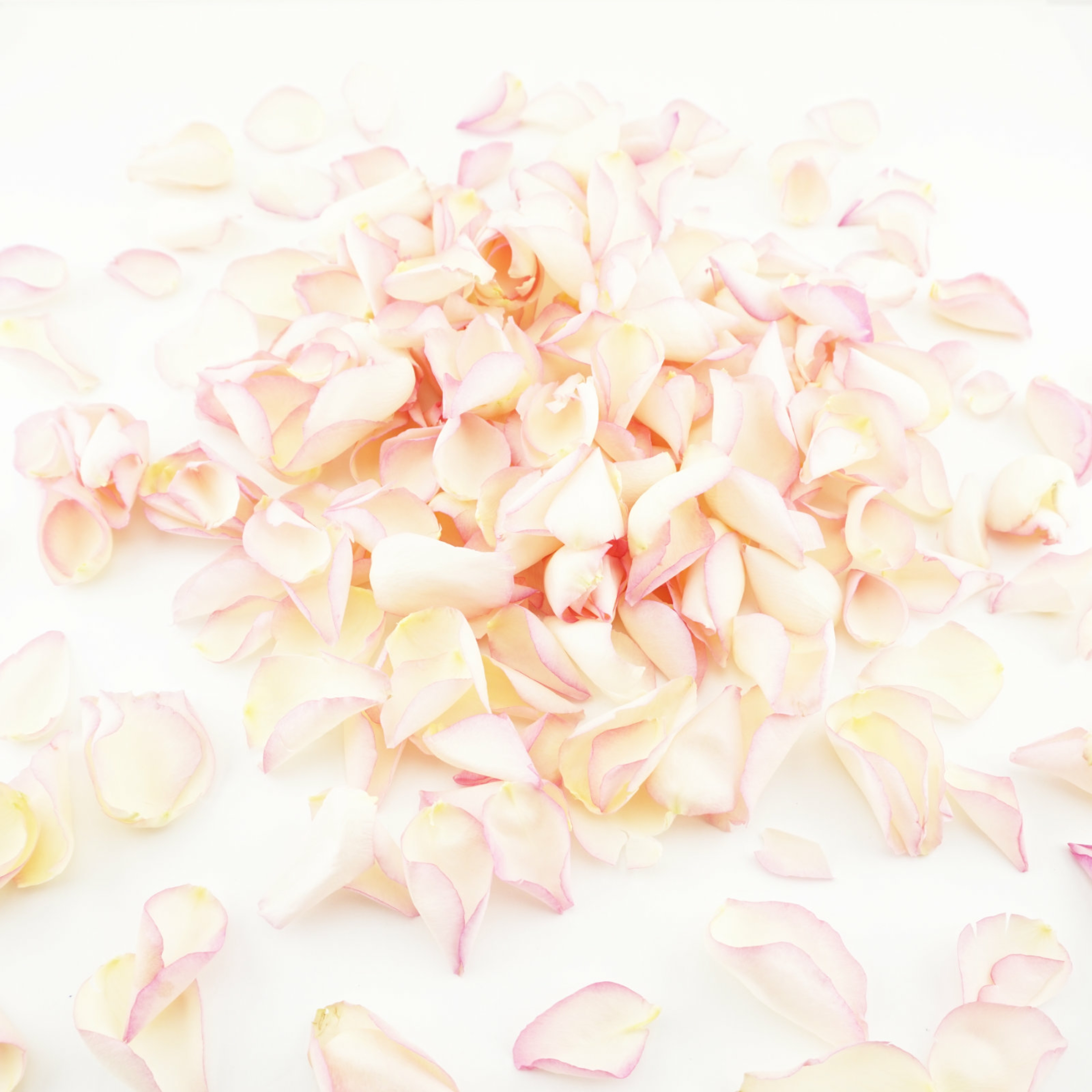 Dried petal confetti Dried petal confetti