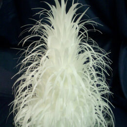 feathered 260x260
