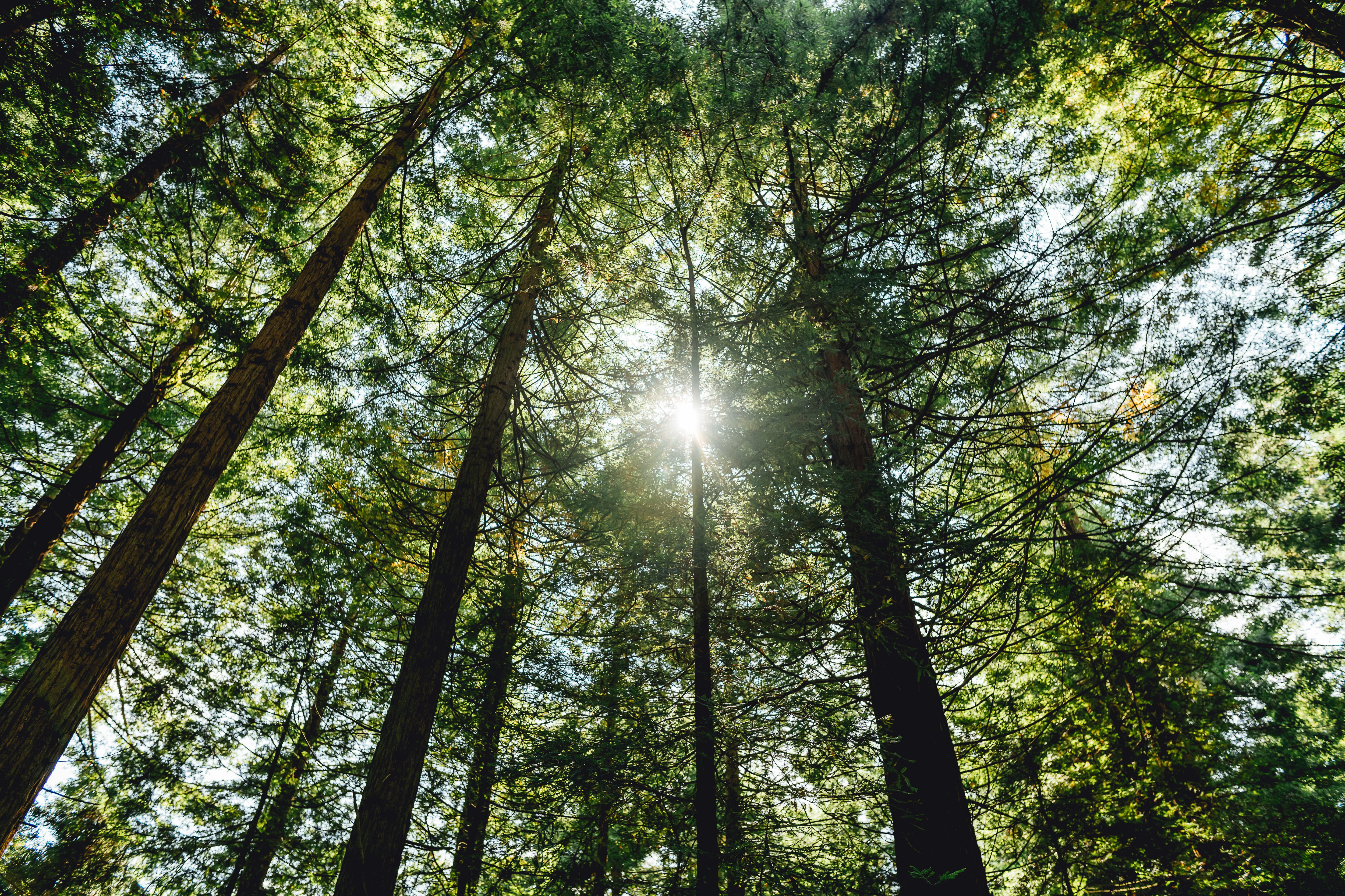 Down woods 6 CBH