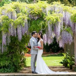 NA Wisteria 260x260