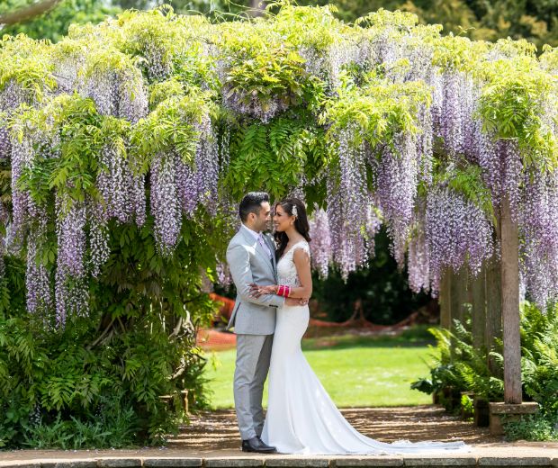 NA Wisteria