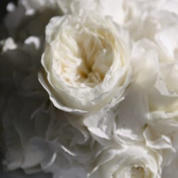 AJ wedding 1 260x260